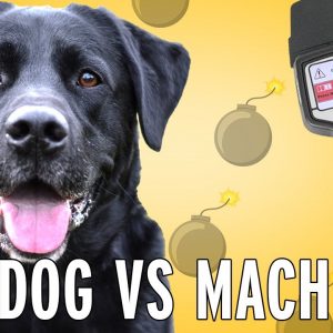 Dogs vs. Machines, Who’s the Better Bomb Detector?